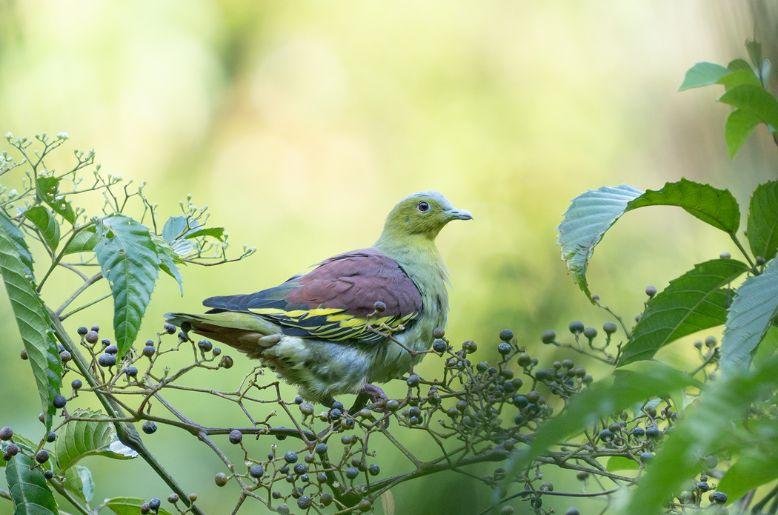 green pigeon