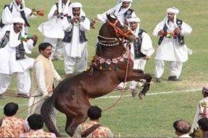 ‘Horse and Cattle Show’ Showcase of tradition