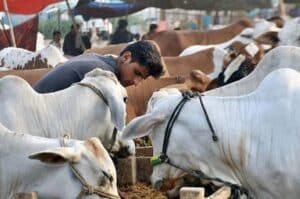Cattle theft cases reported across Lahore ahead of Eid ul Azha