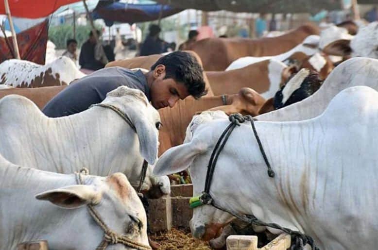 Cattle theft cases reported across Lahore ahead of Eid ul Azha