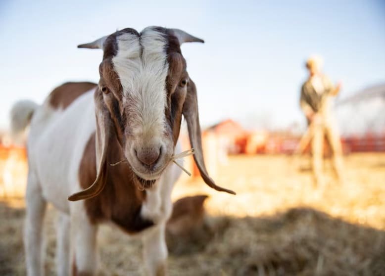 Eid ul Azha