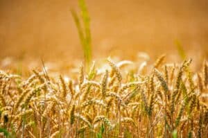 Is Pakistan facing wheat shortage? govt responds