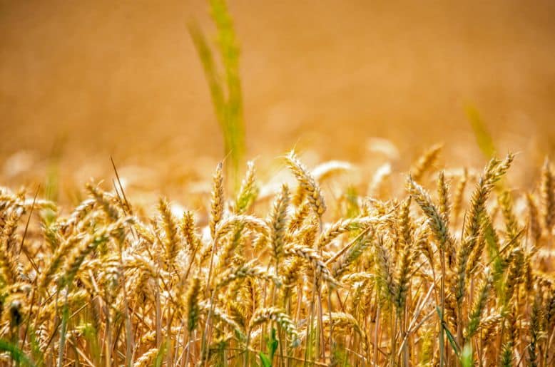 Is Pakistan facing wheat shortage? govt responds