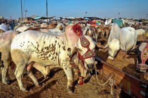 KMC cattle market tax faces complaints from buyers of sacrificial animals in Karachi