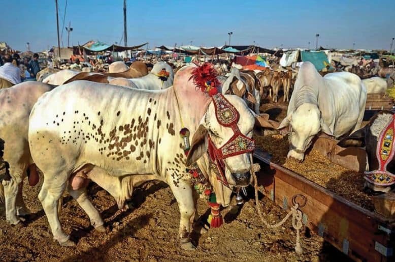 KMC cattle market tax faces complaints from buyers of sacrificial animals in Karachi