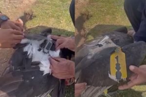 Locals capture a steppe eagle with GPS tracker