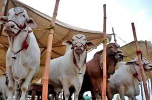Nationwide 'Go Cashless' campaign launched for cattle markets ahead of Eid ul Azha 2026