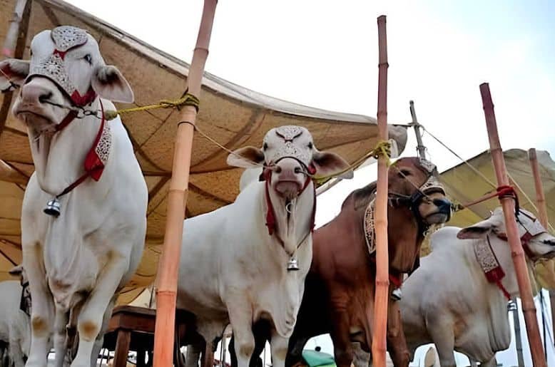 Nationwide 'Go Cashless' campaign launched for cattle markets ahead of Eid ul Azha 2026