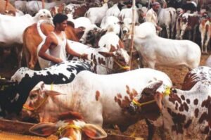 Sacrificial animal prices rise sharply ahead of Eidul Azha