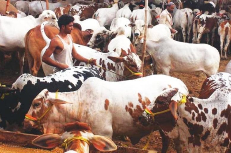 Sacrificial animal prices rise sharply ahead of Eidul Azha