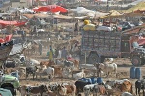animals prices lahore, eid ul azha 2026, animal prices in lahore cattle market