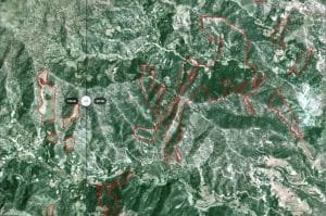 illegal cutting tree KP