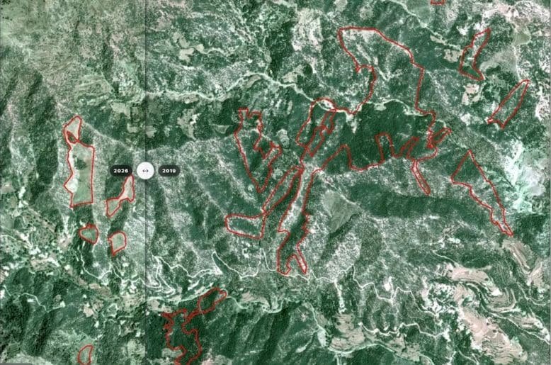 illegal cutting tree KP