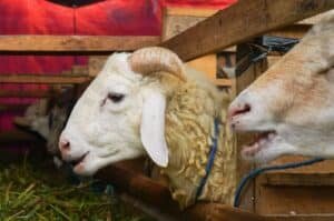 Eid sacrificial animals dead