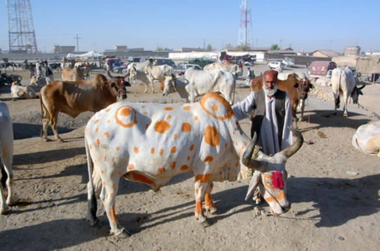 cattle market surveillance Punjab, punjab safe city authority, cattle market punjab, cattle market lahore, eid-ul-azha
