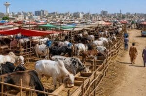 cattle markets entry fee