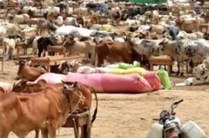 Six sacrificial animal markets to be set up across Rawalpindi Division