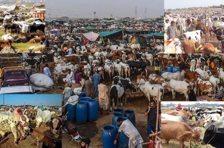 traffic plan cattle market Rawalpindi, CTP rawalpindi traffic plan, CTP rawalpindi, cattle market rawalpindi, Rawalpindi traffic police, eid-ul-azha