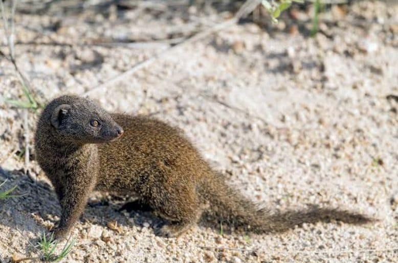 Pakistan reports its first rabies death of 2026 linked to mongoose bite