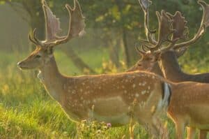 Punjab govt launches Punjab Wildlife Digital Database, E-Biz Punjab Portal 