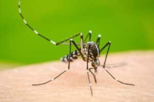 Punjab intensifies anti-dengue drive, main focus on high-risk areas