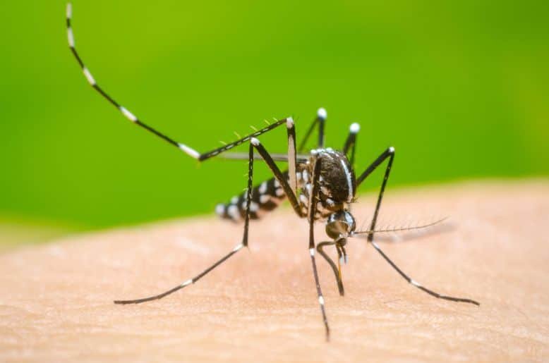 Punjab intensifies anti-dengue drive, main focus on high-risk areas
