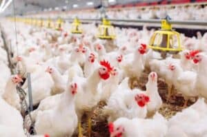 Rising chicken prices put additional pressure on household budgets