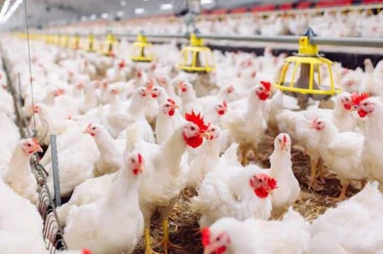 Rising chicken prices put additional pressure on household budgets