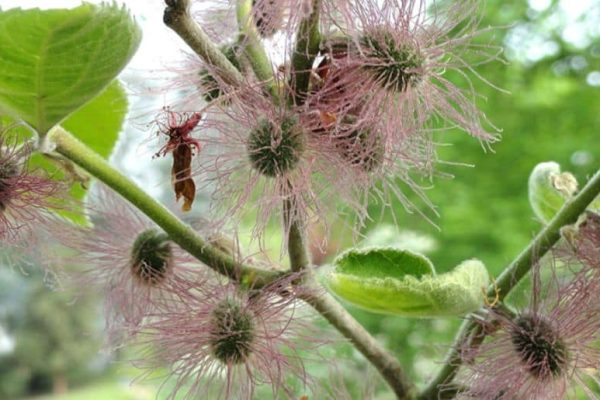 Pollen allergy drive: 29,000 paper mulberry trees removed
