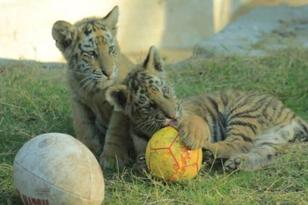 Baby Bengal tigers become Zoo’s new attraction