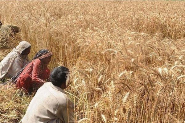 Is risk of wheat shortage looming in country?