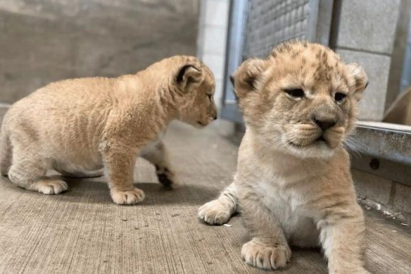 Why first batch of 10 lion cubs moved to Safari area?