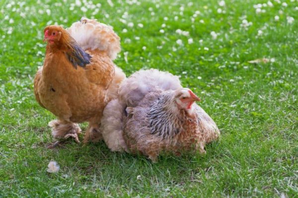 Chicken shortage could occur soon: poultry industry warns