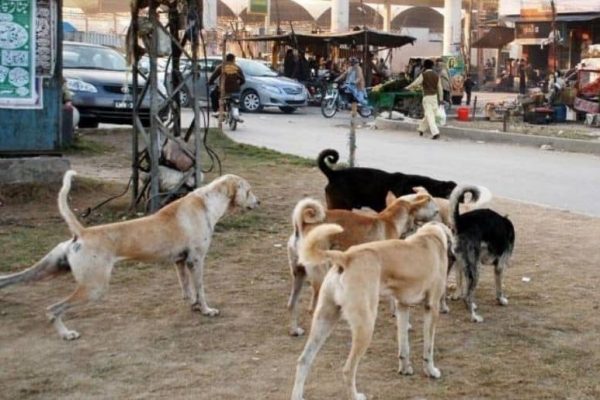 Lahore reports record rise in stray dog bite cases