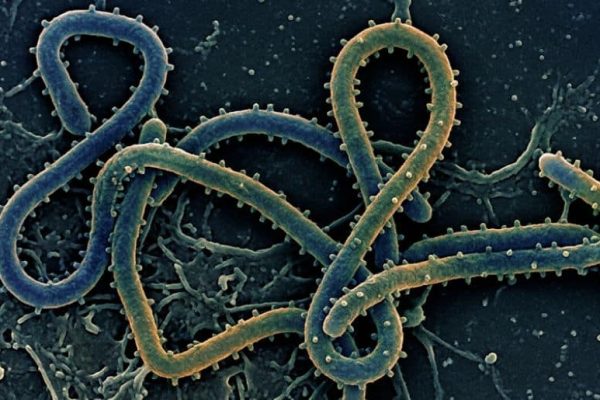 Ebola outbreak claims 84 lives as infections rise rapidly