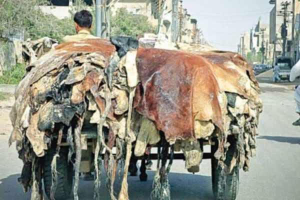 Eidul Azha: Sindh imposes strict rules on animal hide collection
