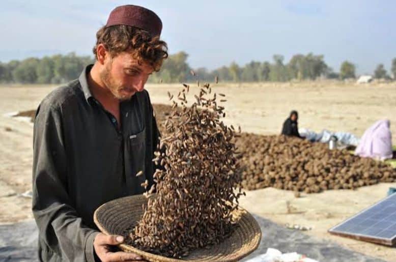 Government considers restricting pine nut harvest in North, South Waziristan