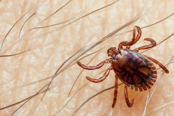 Health alert on Congo virus before Eid ul Adha 2026