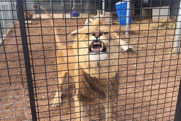 Lion attacks wildlife officer inside cage in Faisalabad
