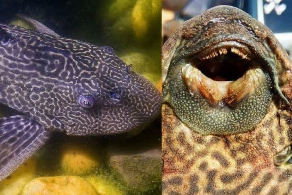 Deadly Amazon Sailfin Catfish spotted in Pakistan’s Sindh