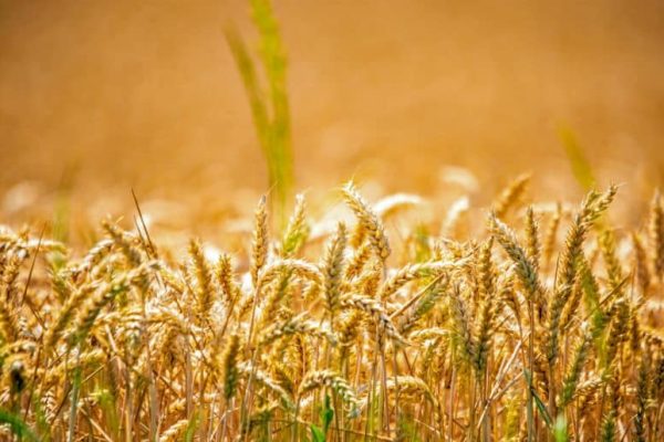 Is Pakistan facing wheat shortage? govt responds