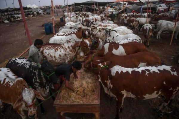 Islamabad auctions six cattle markets for Rs35 crore