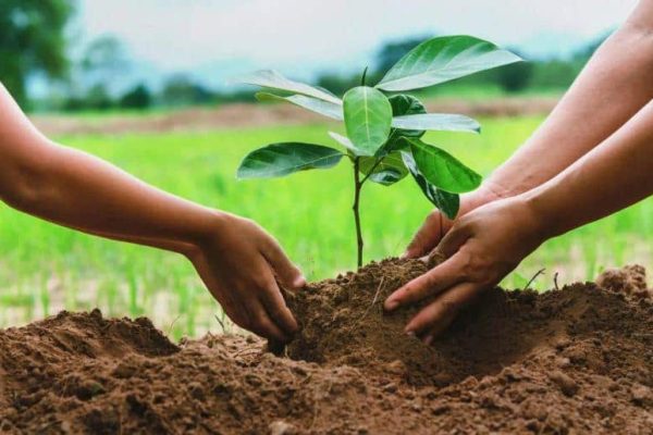 KP govt all set to plant one million trees on Pakistan Day
