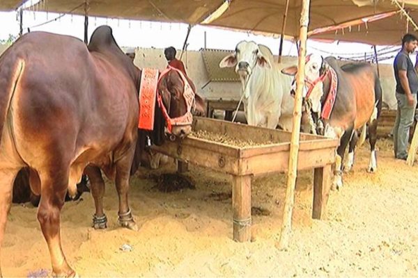 Karachi’s largest sacrificial animals market gains momentum ahead of Eid ul Azha