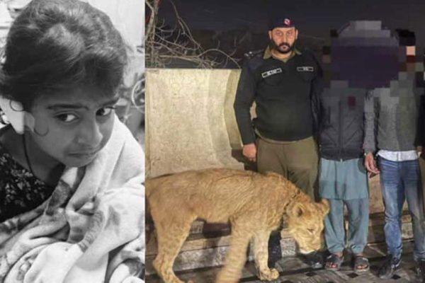 Lahore: Pet lion escapes cage, attacks minor girl