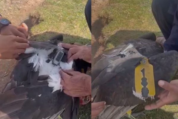 Locals capture a steppe eagle with GPS tracker near Muzaffarabad