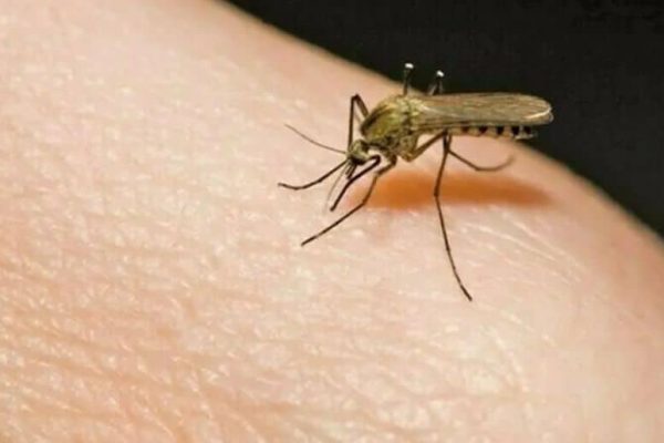Mosquito menace worsens in Sindh, thousands affected