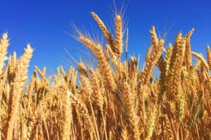 Pakistan wheat import plan