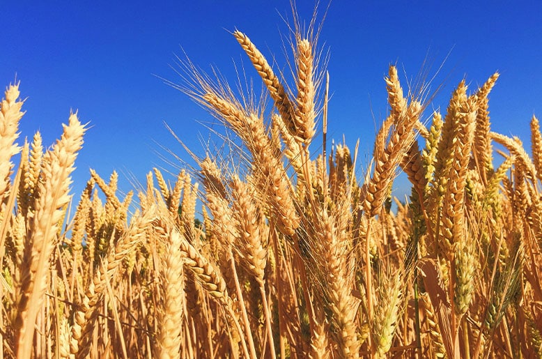 Pakistan wheat import plan