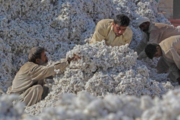 Punjab issues early cotton advisory, urges farmers to complete sowing by March 31